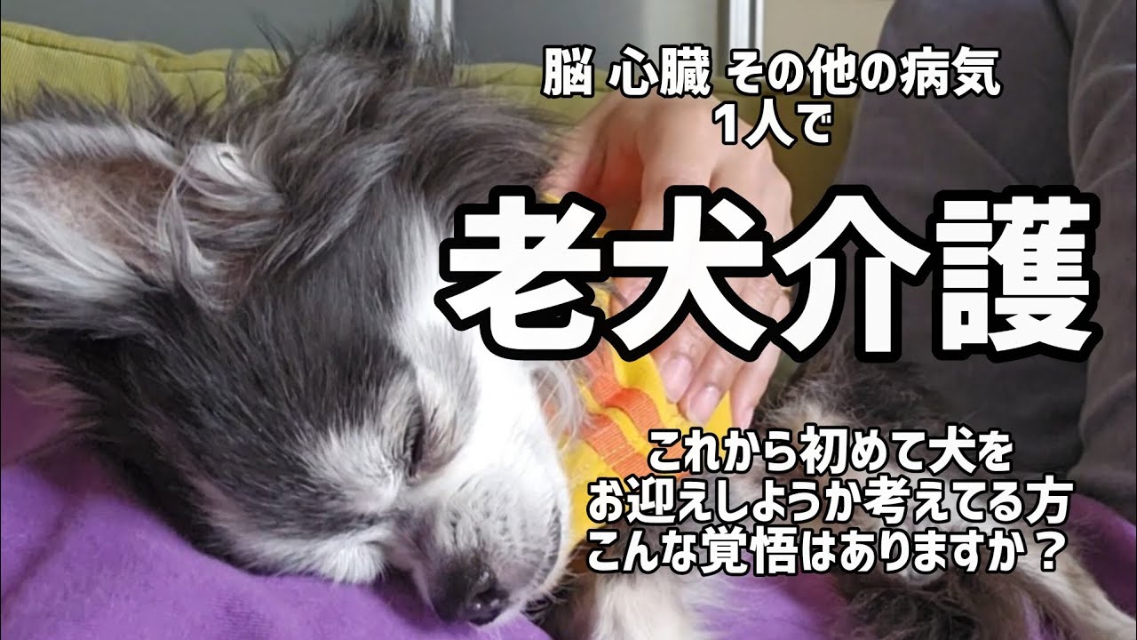 1人で【老犬介護】 想像以上に大変だけど…#チワワ #老犬 #シニア犬