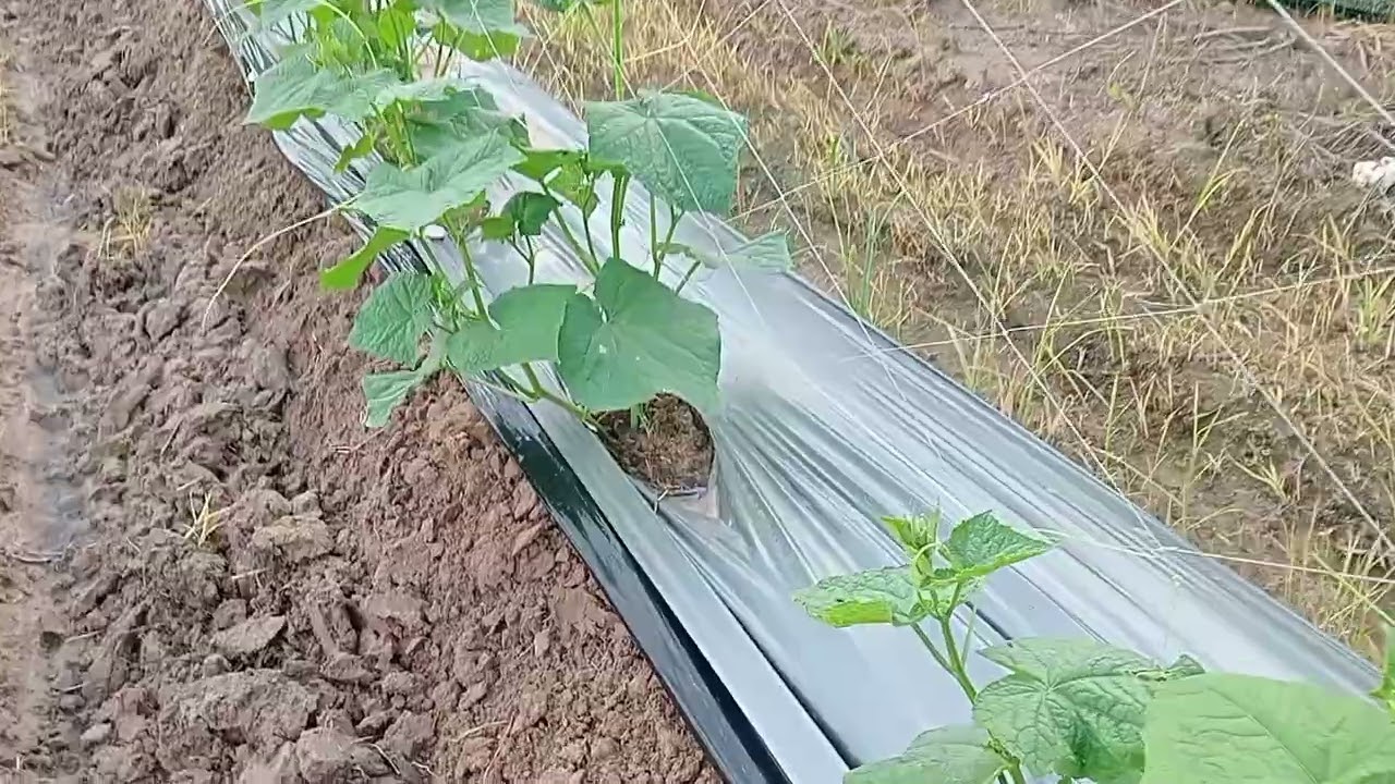 Bữa chiều a 4 đi thăm vườn dưa 🌲