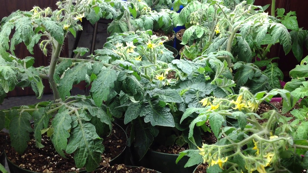 Grow and Harvest Micro Dwarf Tomatoes In Record Time!