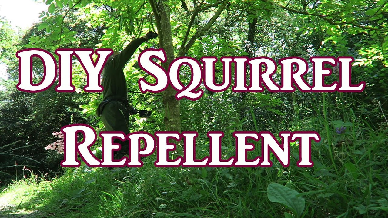 DIY Organic Squirrel Tree Repellent