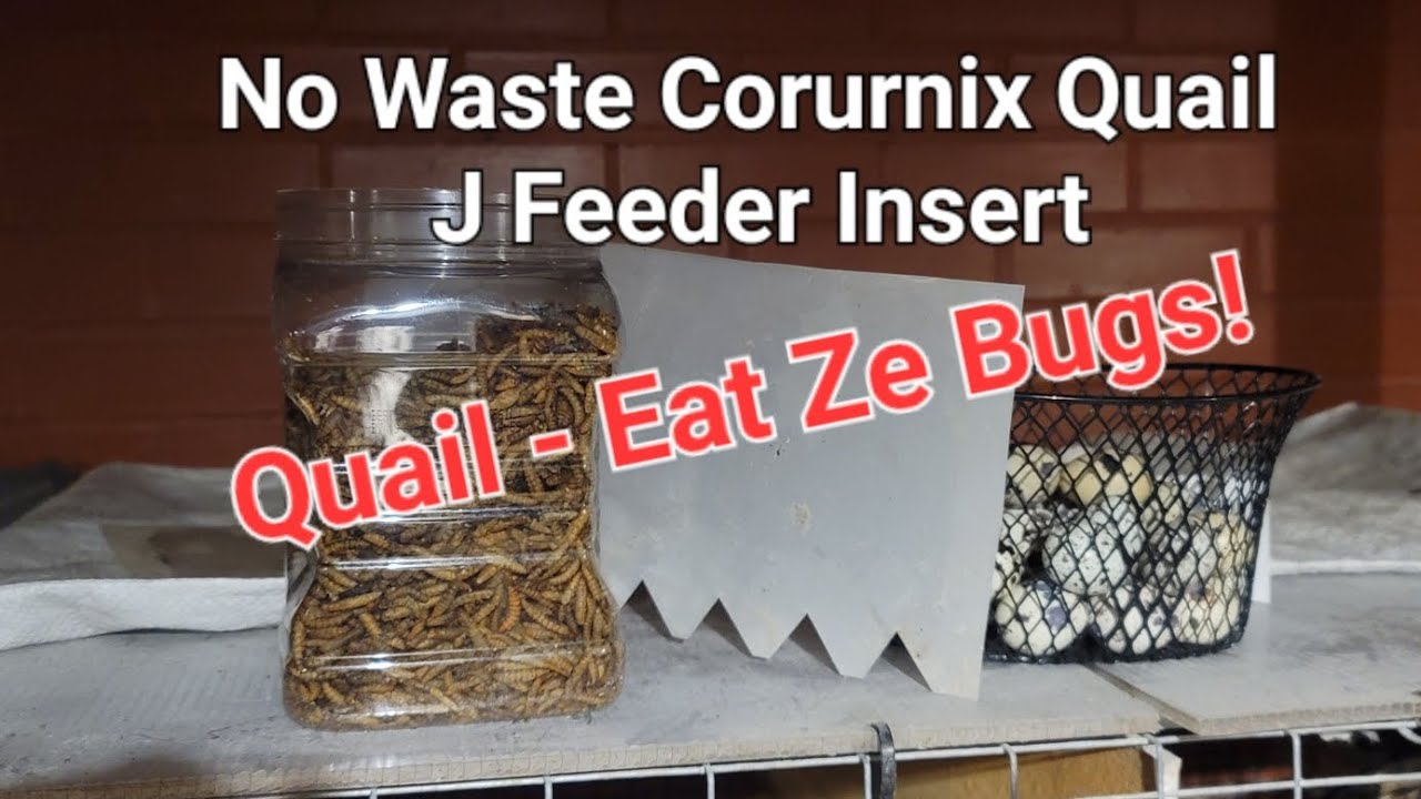 Simple Trick to Stop Feed Waste -  J  Feeders, Coturnix Quail & Mealworm Treats Tips