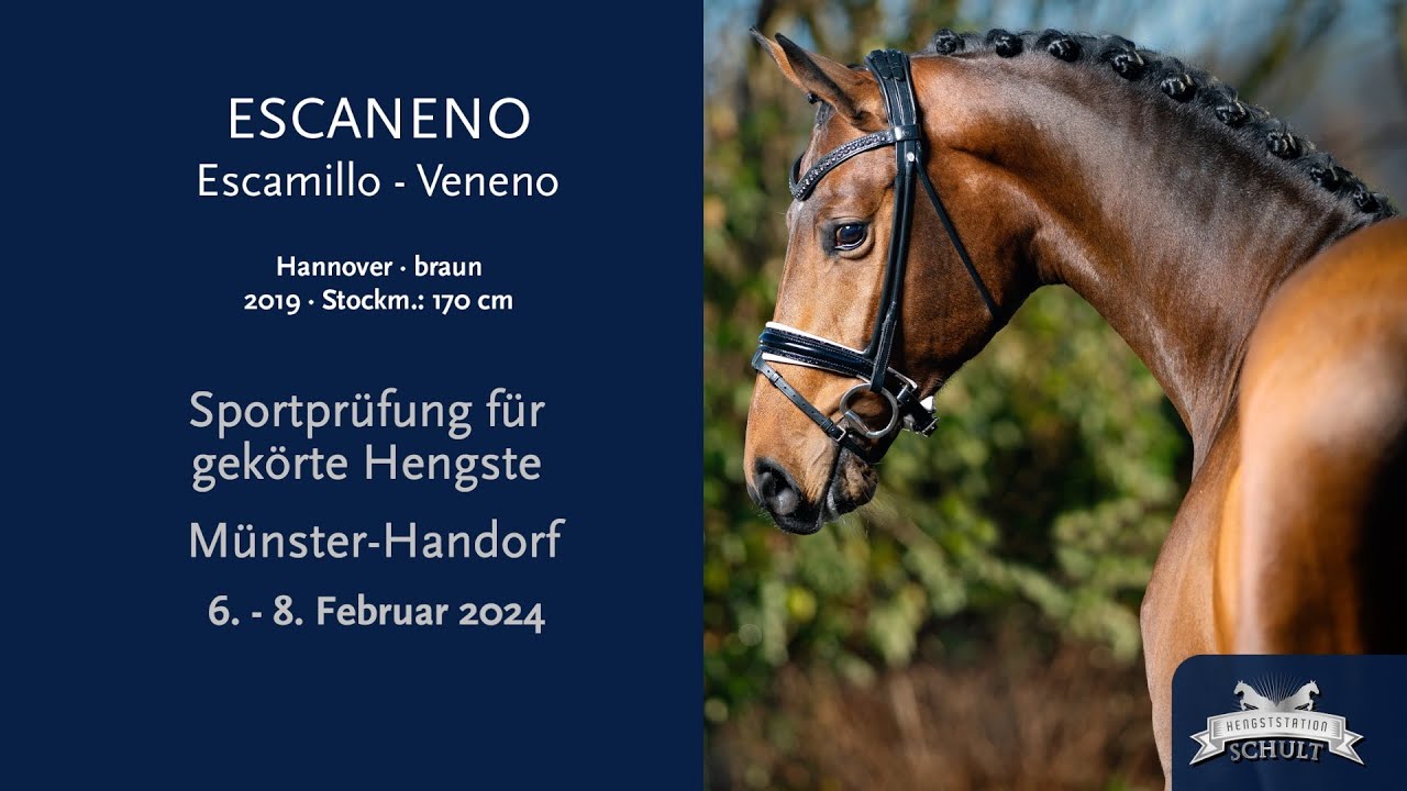 Escaneno/Sportprüfung für gekörte Hengste Münster-Handorf 6. - 8. Februar 2024