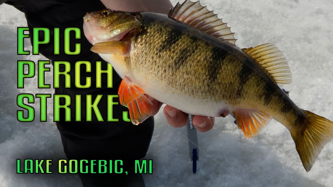 Jumbo Teeter Pigs on Ice: Epic Perch Fishing Lake Gogebic Michigan | Fisherman's Digest