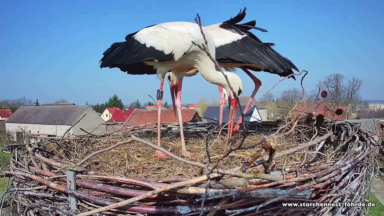 Zwei neue Störche auf dem Nest - 10. April 2018 - Storchenest-Fohrde.de