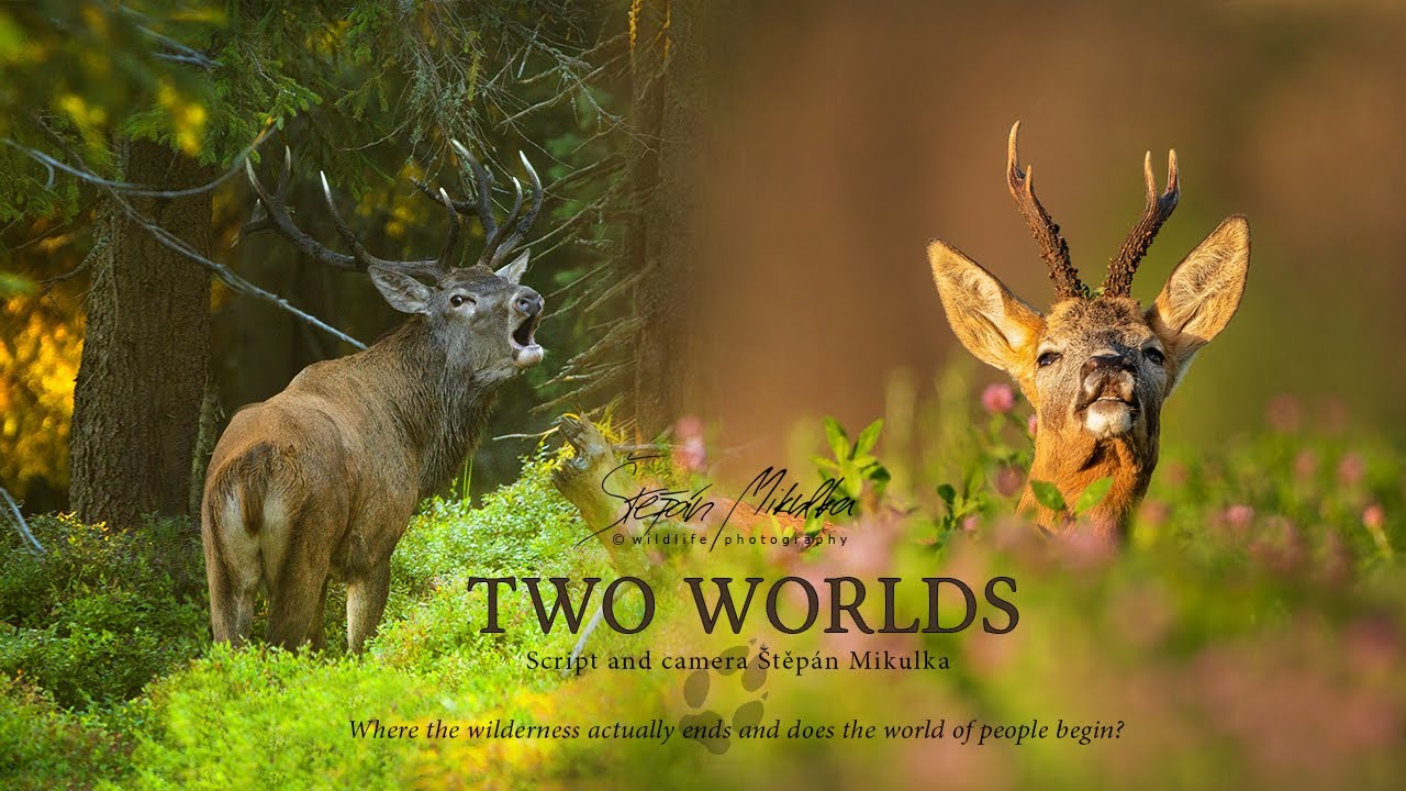 Two worlds of Czech nature | Dva světy české přírody (4K movie)