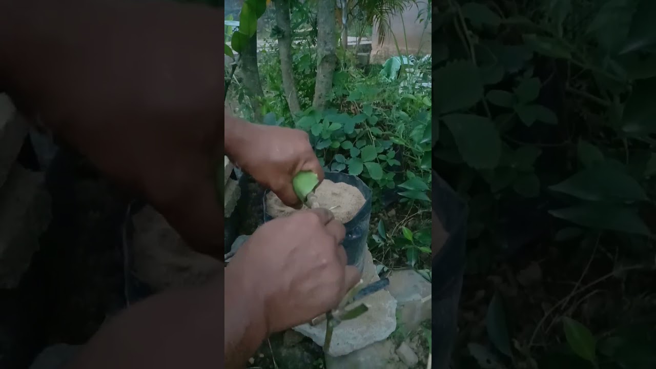 How To Grow Noni From Cutting ~ Propagation Of Noni Plant
