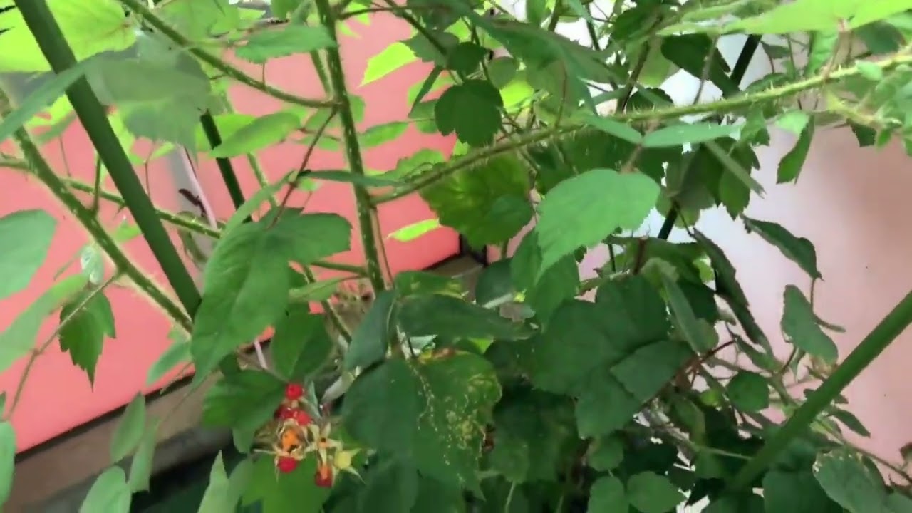 Die Japanische Weinbeere