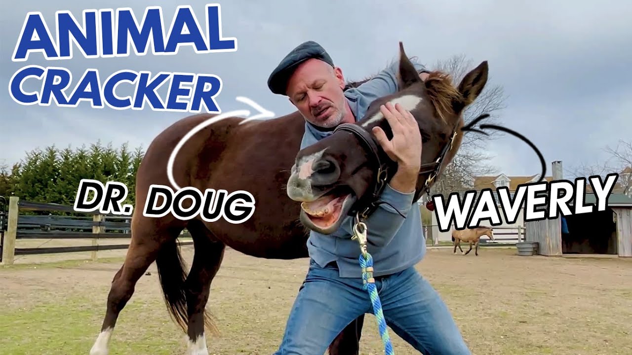 *HORSE IN PAIN* 😱 CAN'T LOWER HEAD TO EAT! 🐴 [FULL EMERGENCY CHIROPRACTIC SESSION]