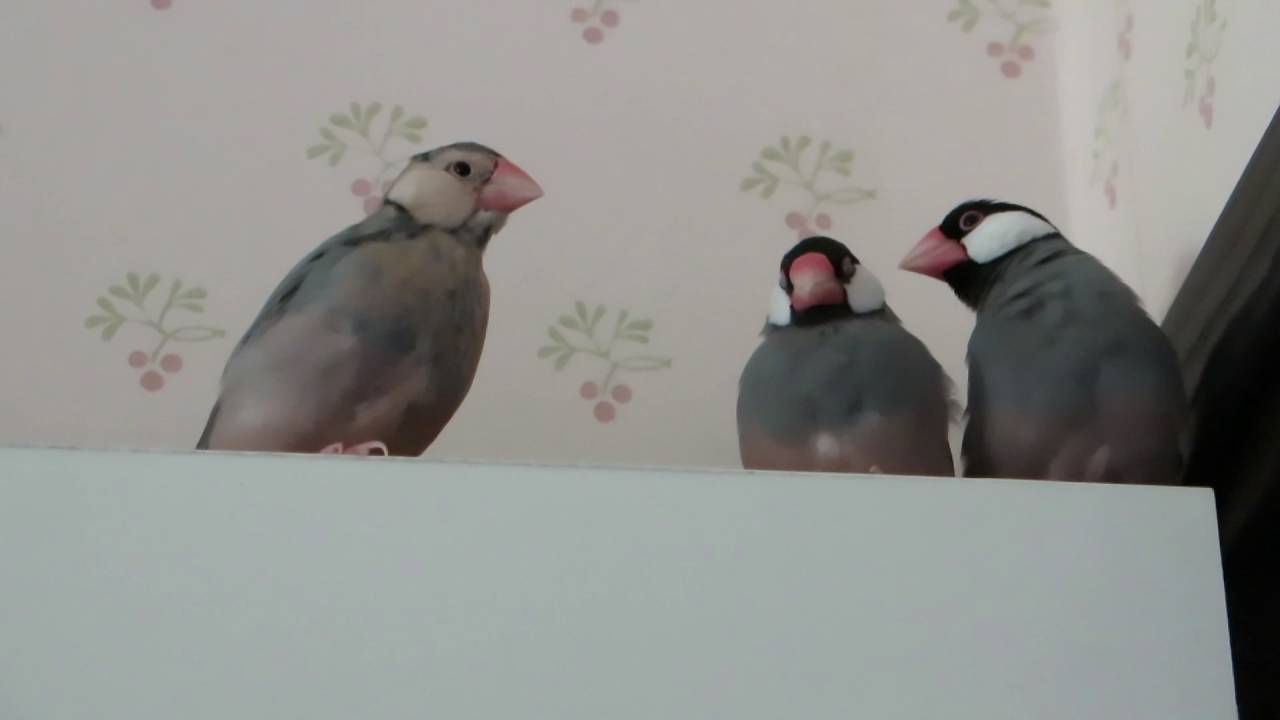 Young Java finches singing battle May 24th 2016