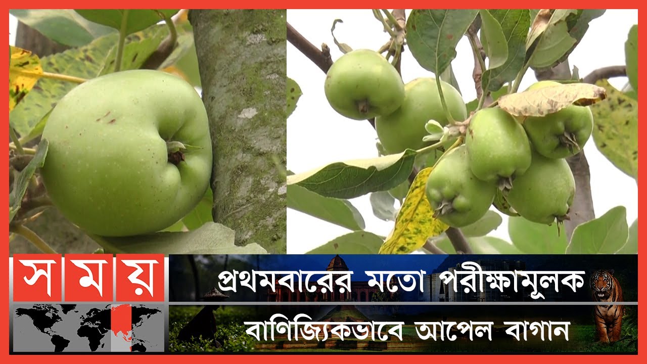 বাংলাদেশের মাটিতে আপেলের বাগান | Sirajganj Apple Garden | Sirajganj News | Somoy TV