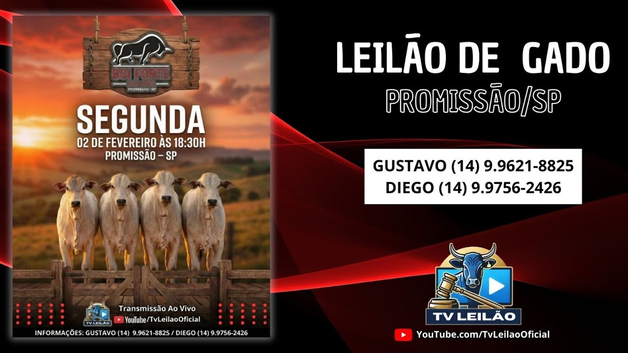 BOI FORTE LEILÕES AO VIVO - PROMISSÃO - SP | LEILÃO DE GADO | 02/02/2026