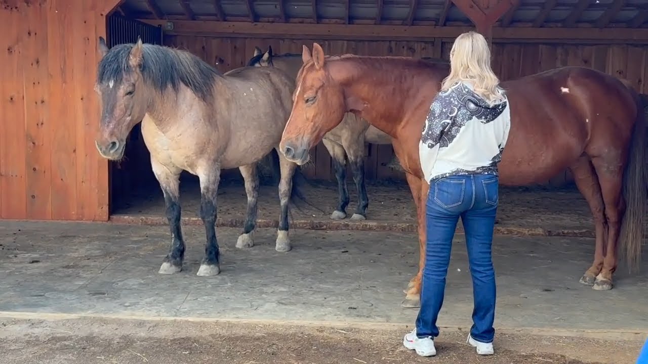 Inside a Life-Changing Horse Therapy Retreat #womensretreat #horsetherapy #equinetherapy