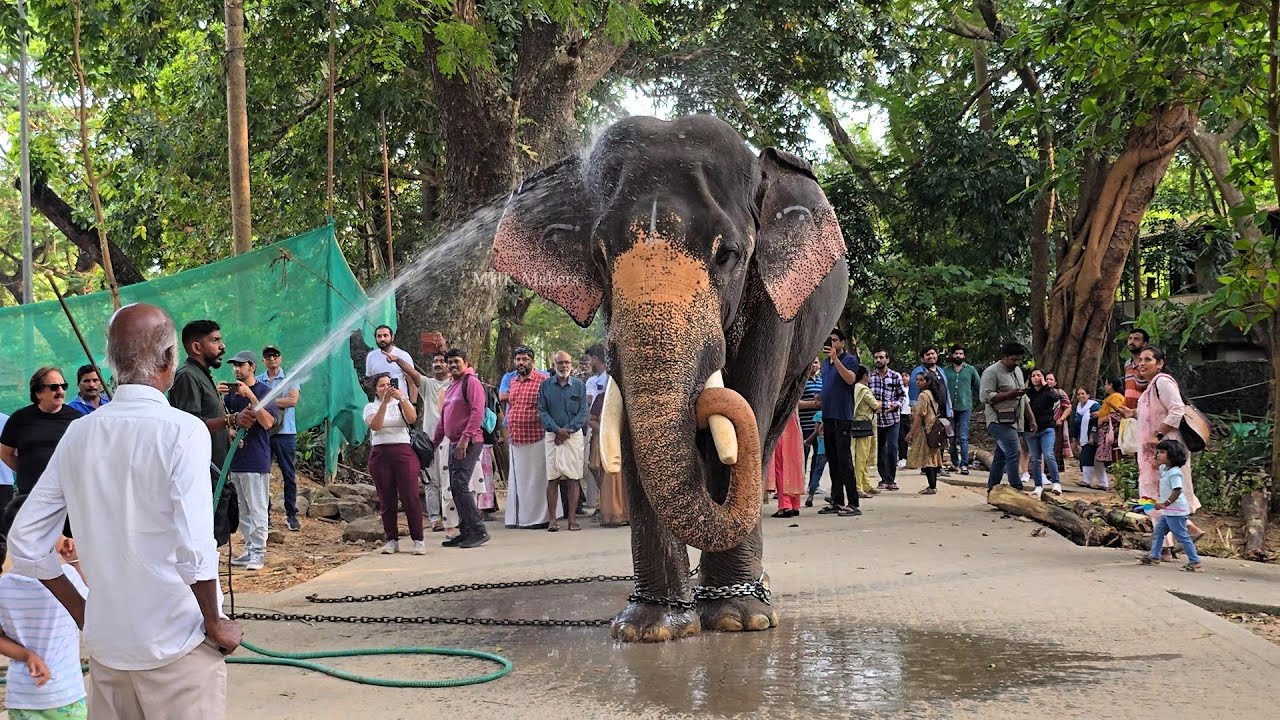 കാഴ്ചക്കാരെ  നനപ്പിച്ച്  നവനീത് കൃഷ്ണന്റെ നീരാട്ട് |  Guruvayur Navanaeeth Krishnan #mhkmakers