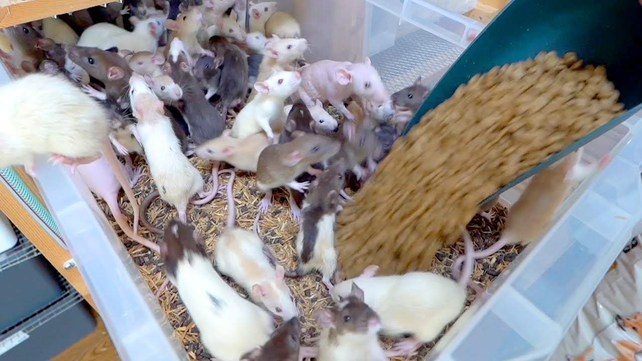 大量のラットたちの朝ごはんの様子がこちらです