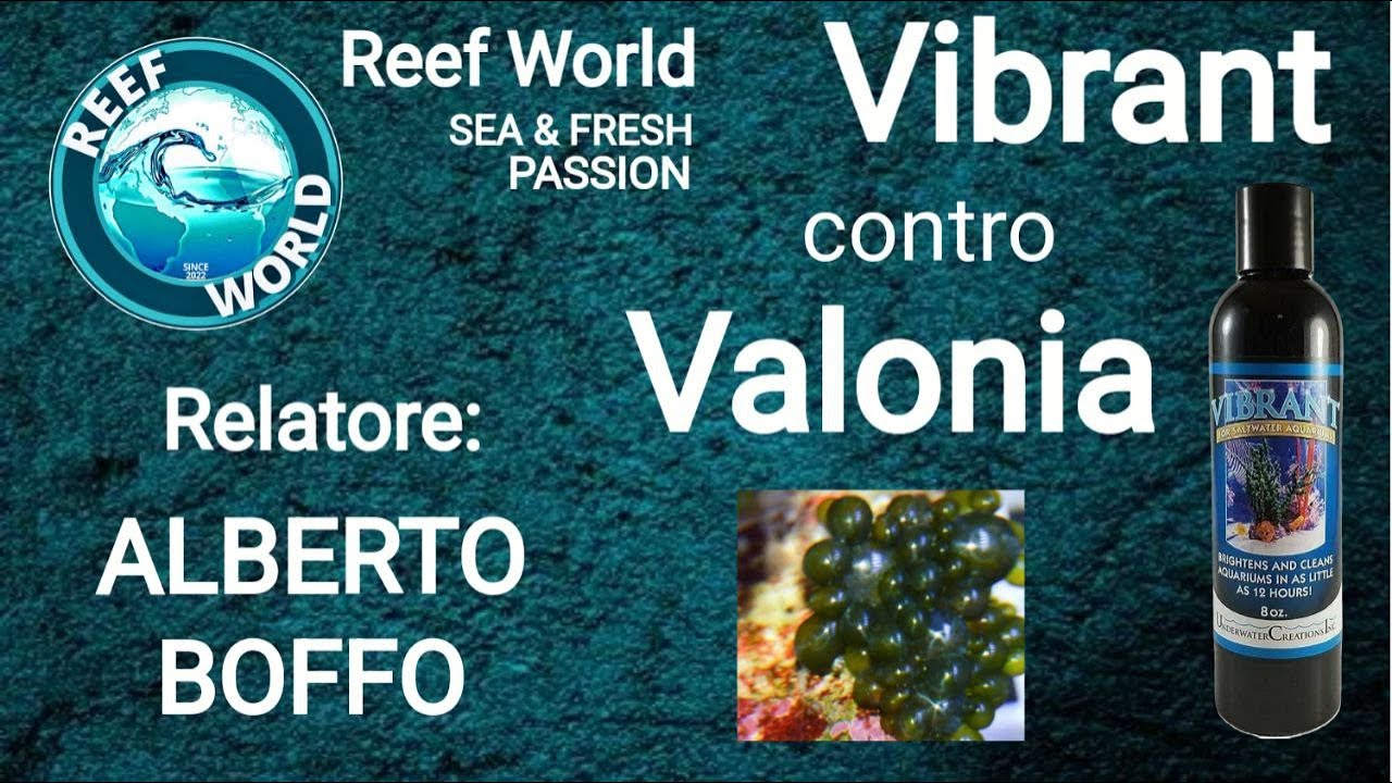 Vibrant contro Valonia - Alberto Boffo by Reef-World