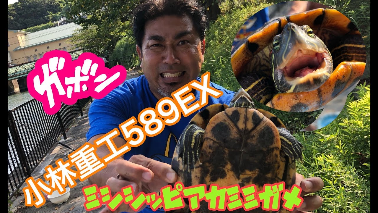 小林重工589EXは何でも釣れるは本当だった！ブルーキャットにミシシッピアカミミガメまでマグナム長尾さんの一人旅温泉旅行も身体の疲れがぶっ飛びました。キャットフィッシュと亀は地元で友達だった