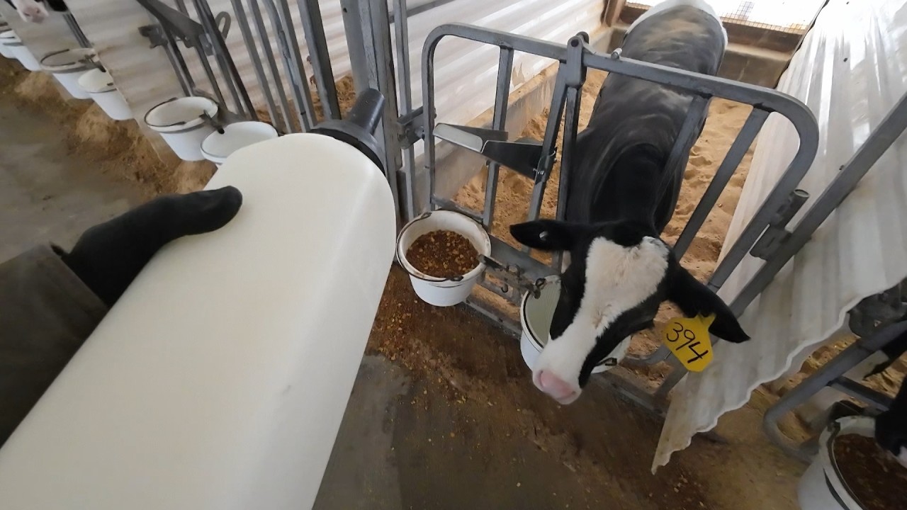Changing from Bucket to Bottle Feeding Calves
