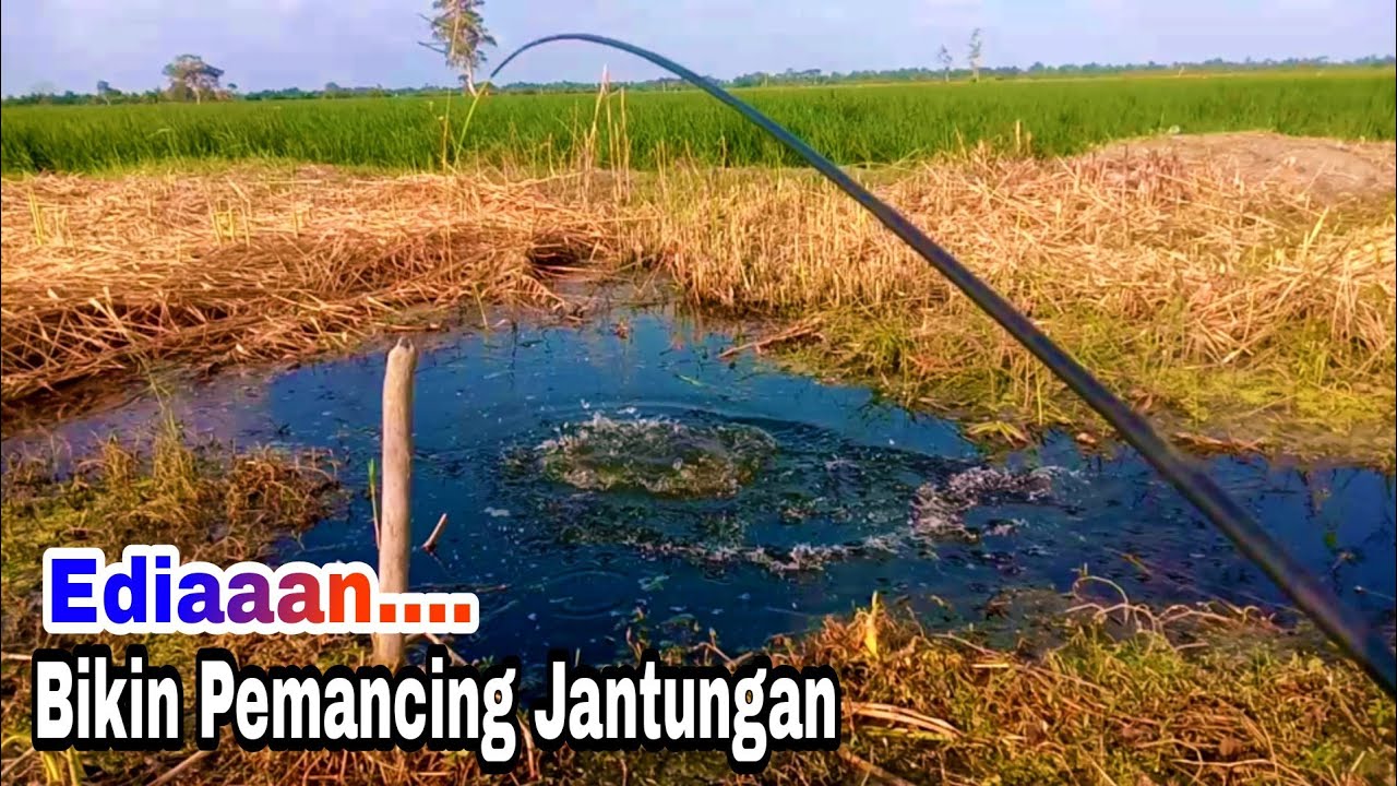 MENDEBARKAN ‼️Pemancing Betok Girang Dapat Kejutan@pomolelor