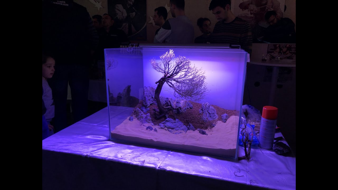 Bİtki Akvaryumu Kurulumu İzmir Akvaryum Ailesi Hobiciler ve Hayvan Severler Toplantısı Fuar 2018