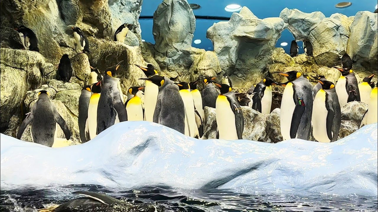 Pingüinos de Lora Park, Tenerife (Пингвинарий)