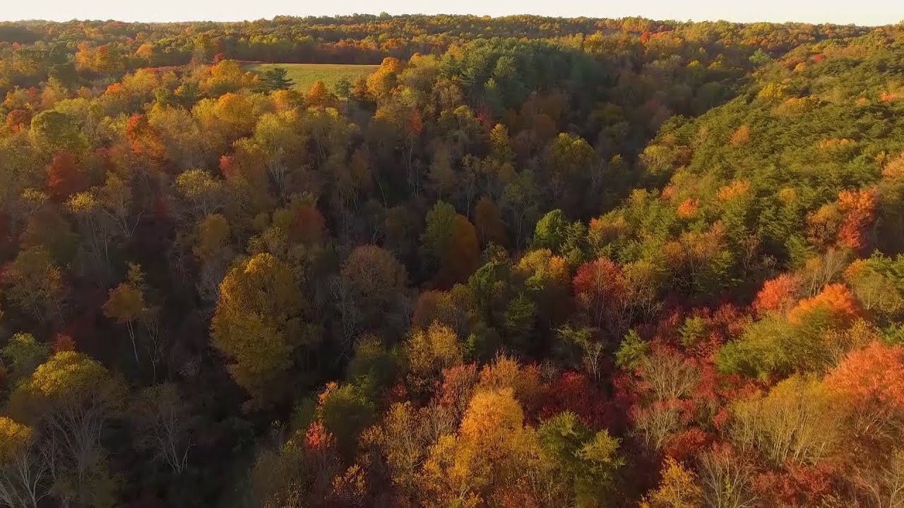 Wild For Ohio: Trees