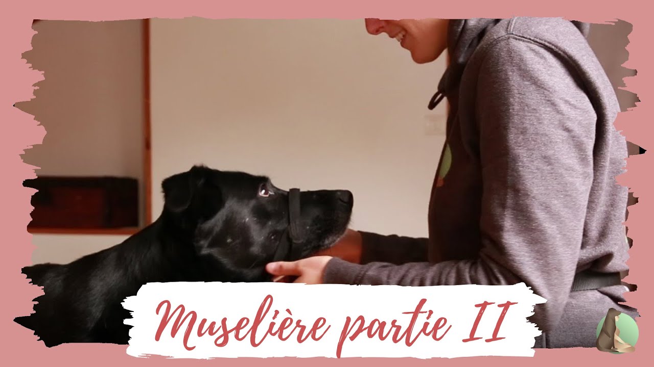 La muselière - Partie II - Le licol (pour chien oppressés par la muselière)