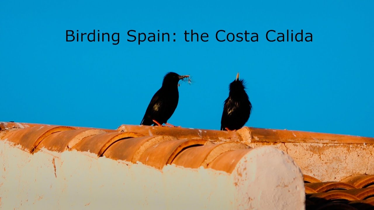 Birding along the Costa Calida south-east Spain 4K