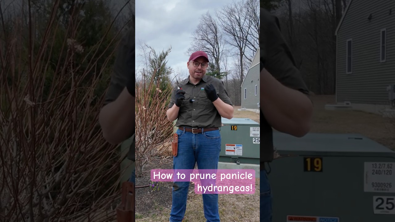 How to Prune Panicle Hydrangeas for Big Blooms! 🌸 #shorts
