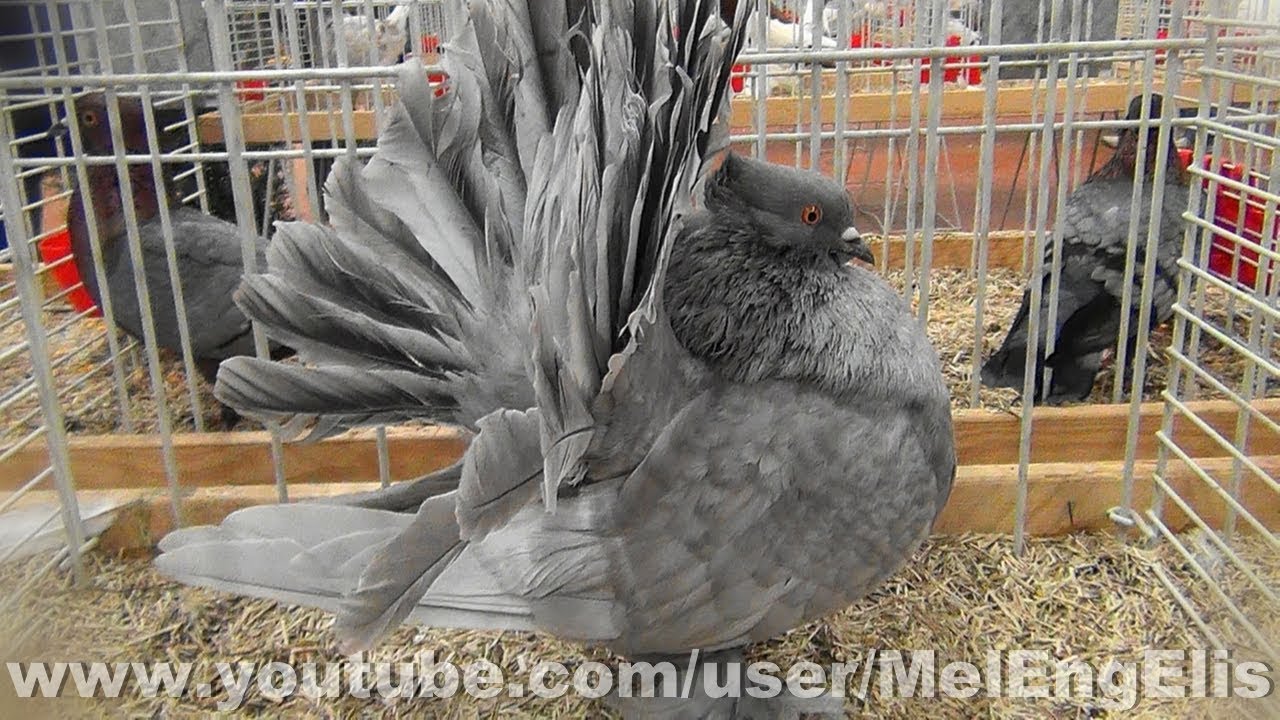 Queue de Paon Indien - Indian Fantail Pigeon - Indische Pfautaube - Pavoncello indiano