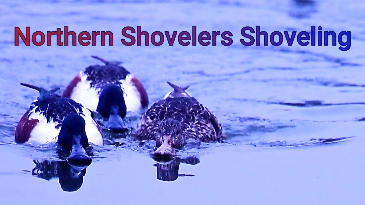 Northern Shovelers Shoveling Along - Casa Rosa Sus Remedios ℗ YouTube Audio Library