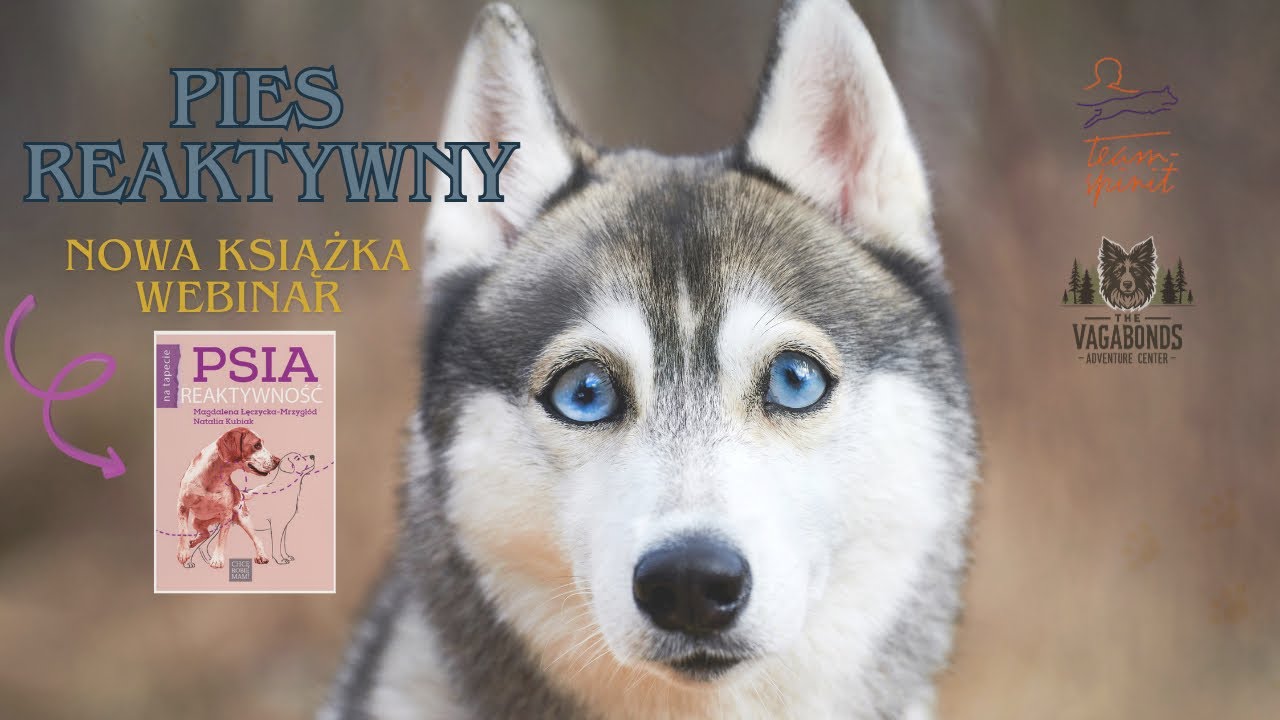 Reaktywny pies, czyli jaki? Jak pomóc sobie i psu. Książka 