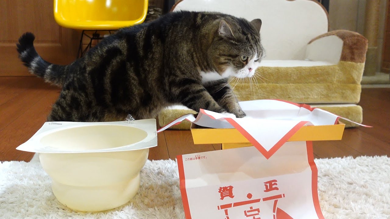 鏡開きを楽しむねこ。-Maru enjoys opening the Kagamimochi.-