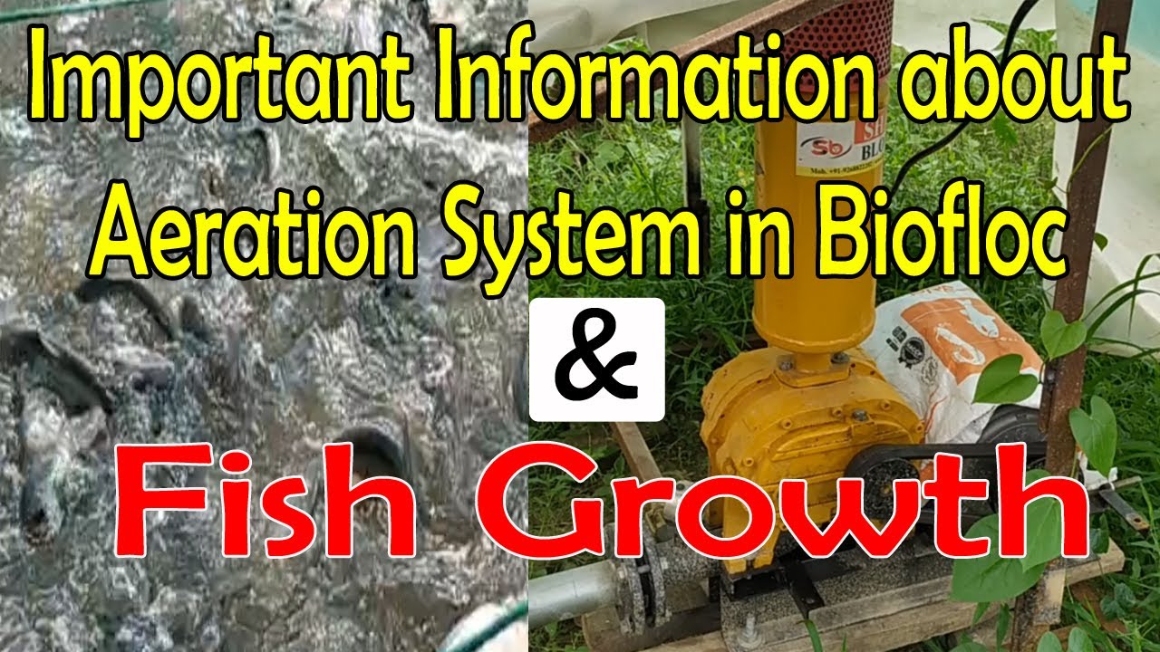 Important information about Aeration System in Biofloc Fish Farming l Root Blower in Biofloc Farming