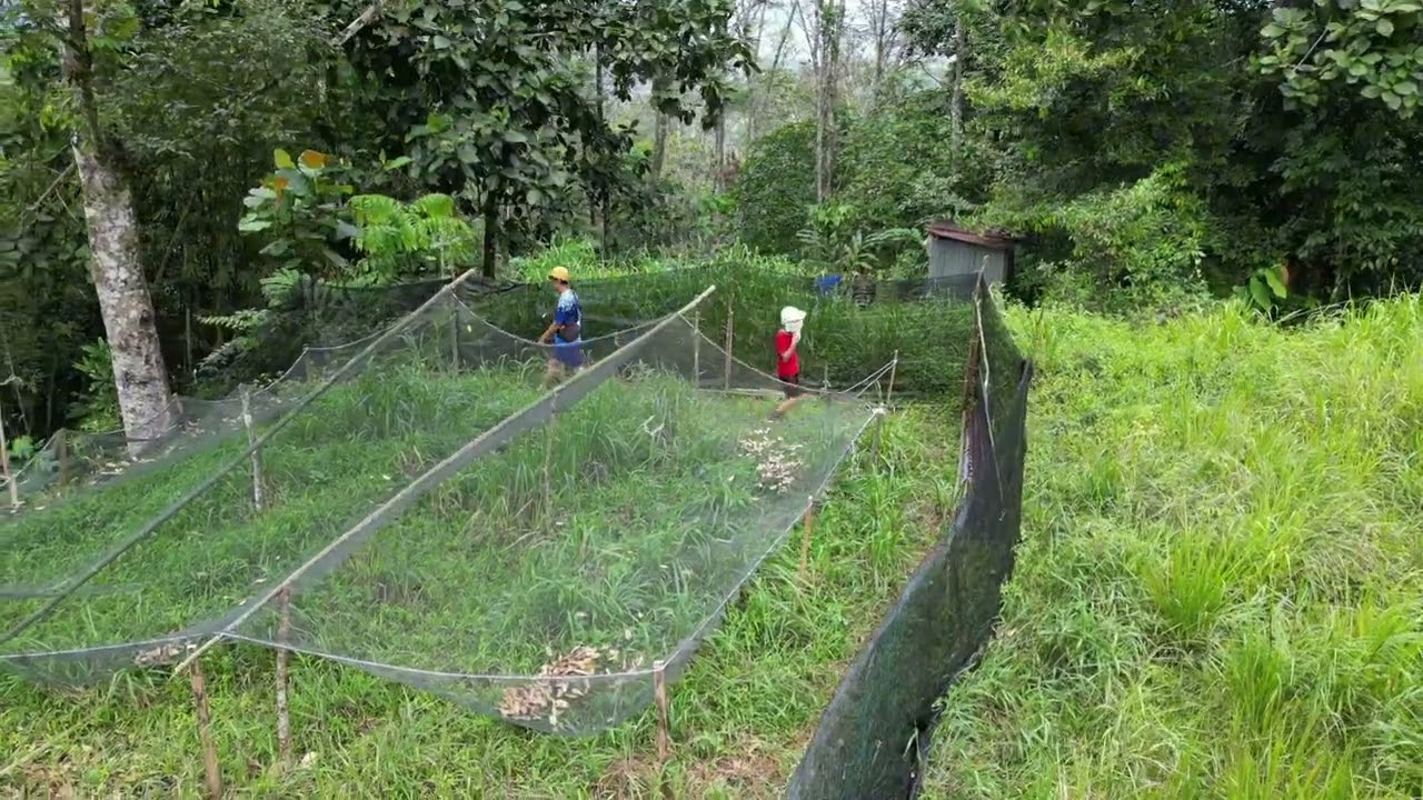Atuk & cucu mencari Durian