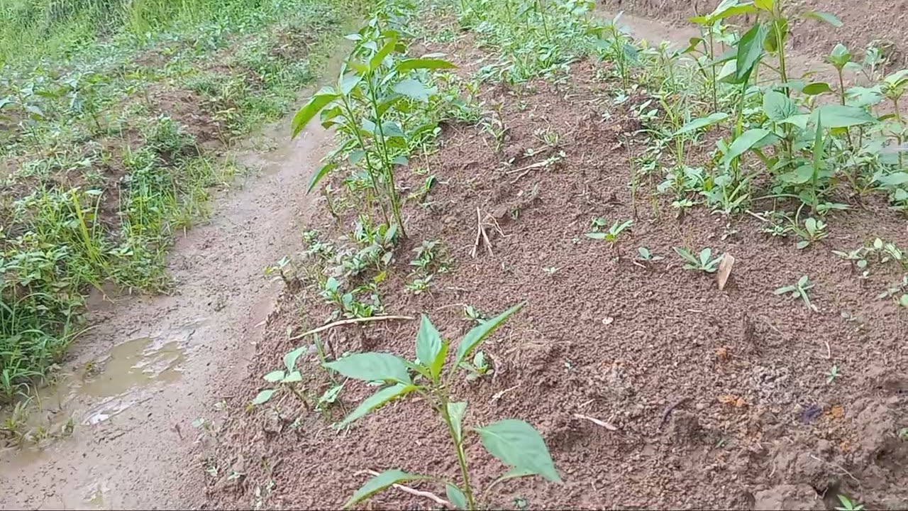 Pupuk dasar budidaya cabe merah keriting