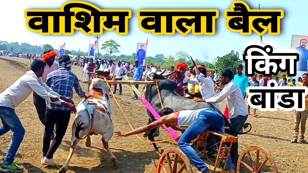 washim vala bail king । बांडा बैल । सौराज देशमुख यांचा किंग । belgadapremi #shankarpat । mahkar pat