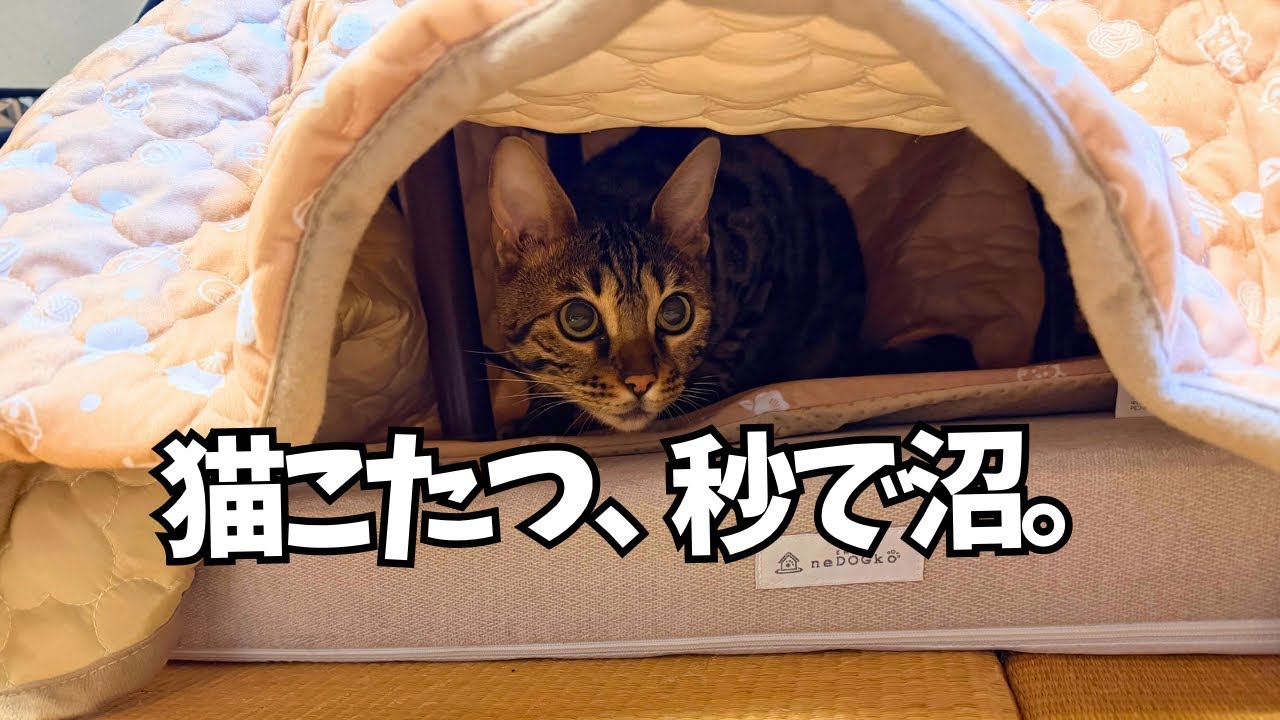 猫こたつ出した結果、こうなった…