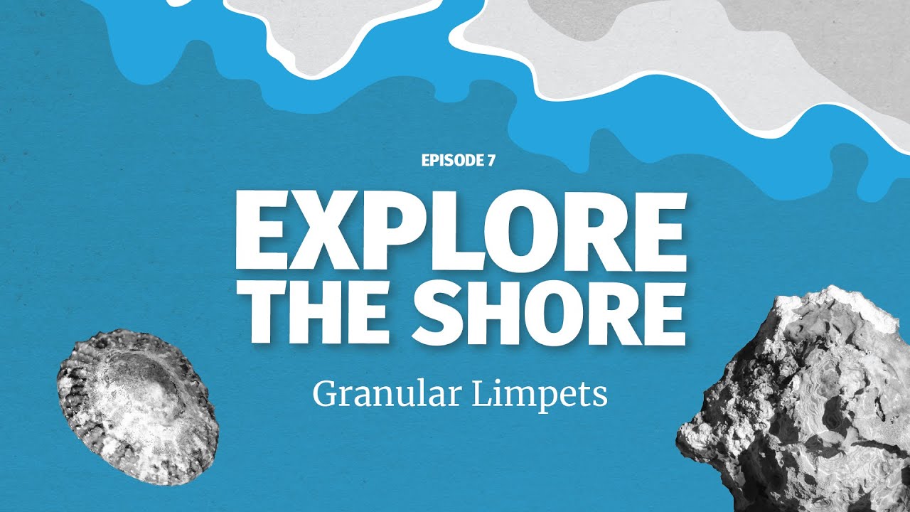 Granular Limpets - that's not a patch of seaweed it's a limpet!