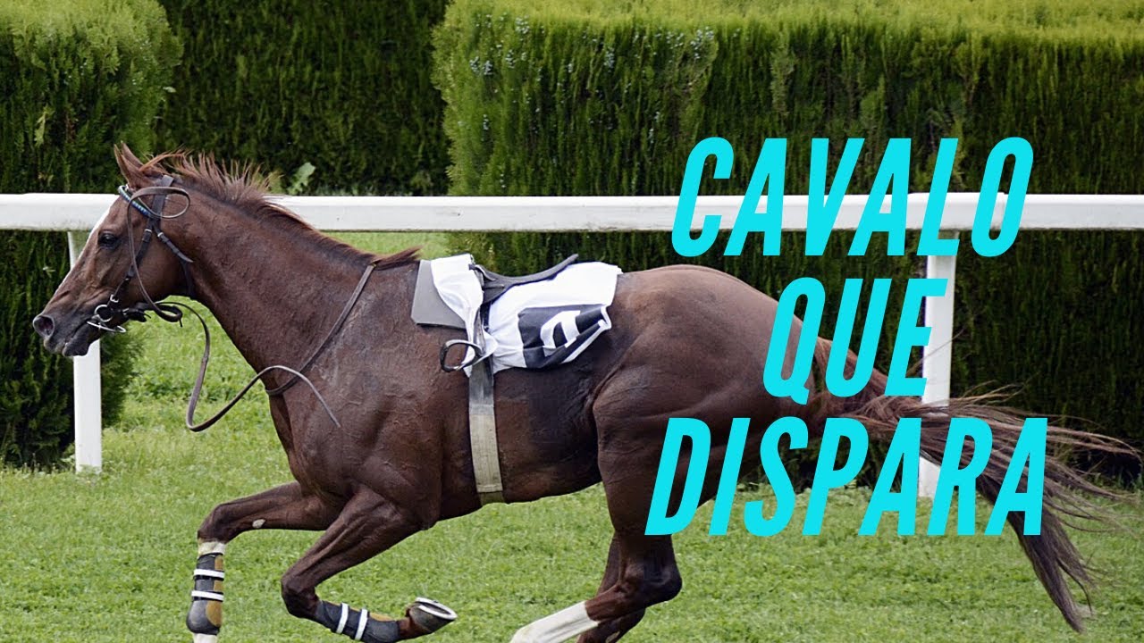 COMO CORRIGIR CAVALO QUE DISPARA .