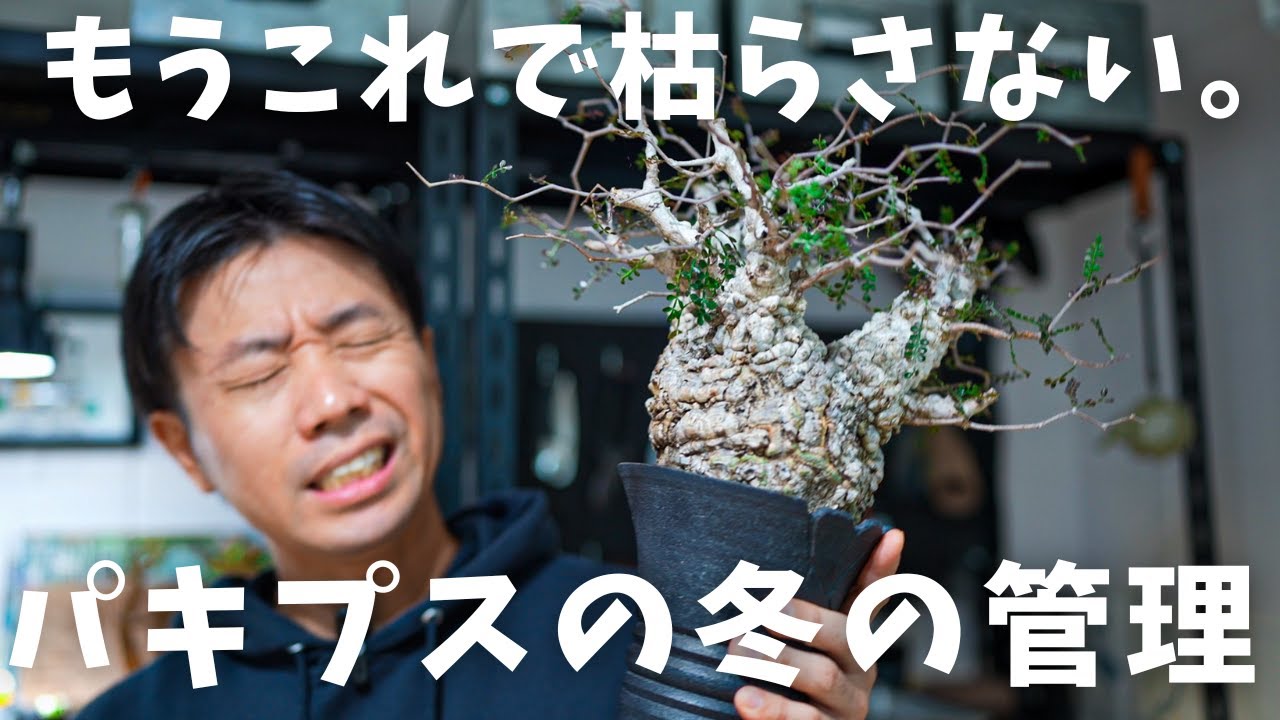 パキプスの冬の水やり。肥料や温度についてもこれで解決！