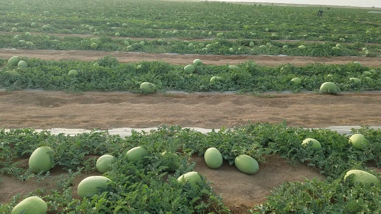 شاهد زراعة محصول الحبحب والشمام بالتقنيات الحديثة شاهد كمية الانتاج بئقل التكاليف