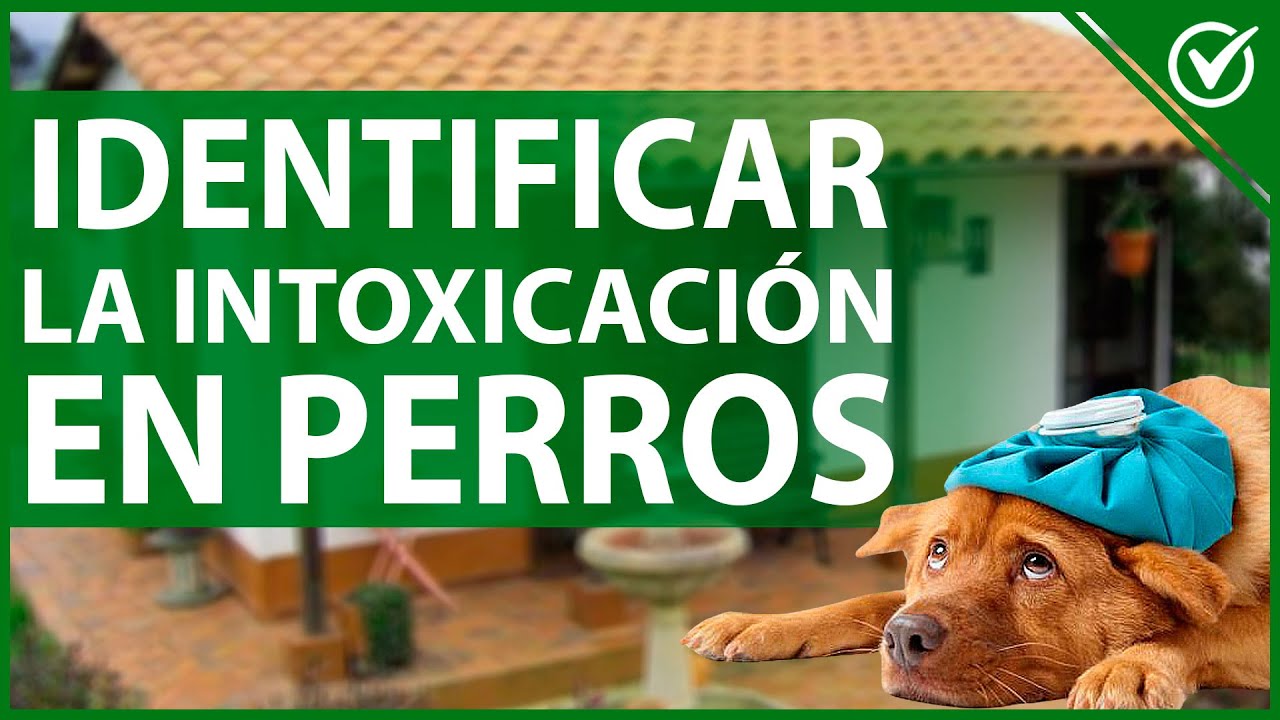 🐶 C&oacute;mo Tratar e Identificar la Intoxicaci&oacute;n en Perros - Gu&iacute;a de Acci&oacute;n Responsable ☠️🐶