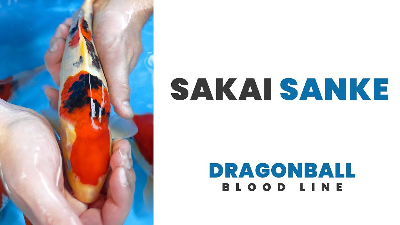 Sakai Sanke | Dragonball Bloodline