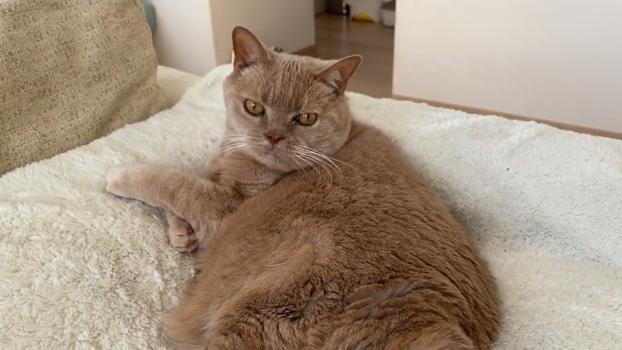 寝心地が良いクッションとふかふかブランケットが大好きな猫