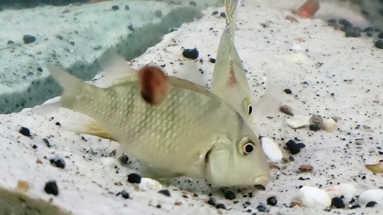 Red hump breeding clip