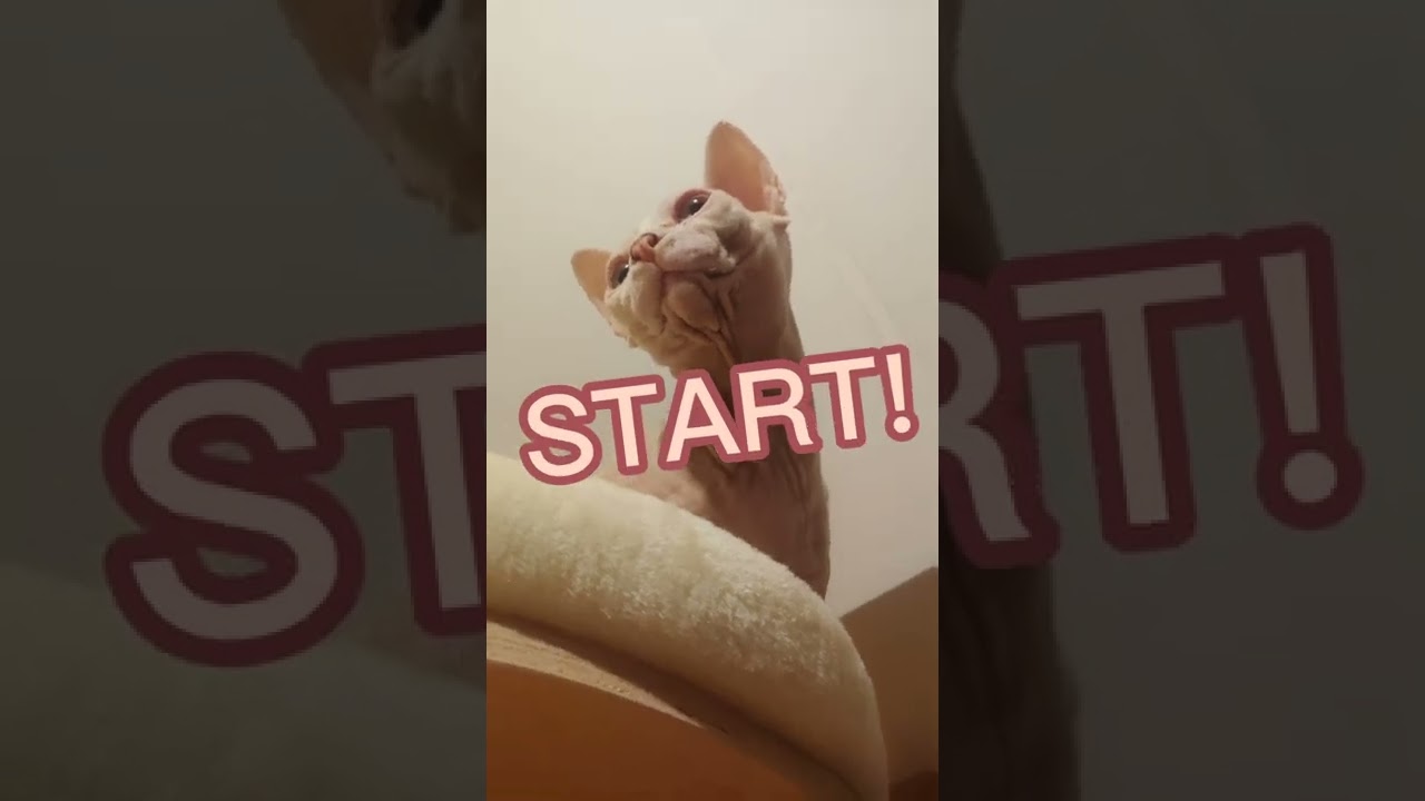 Funny cats sfinks sphynx mix
