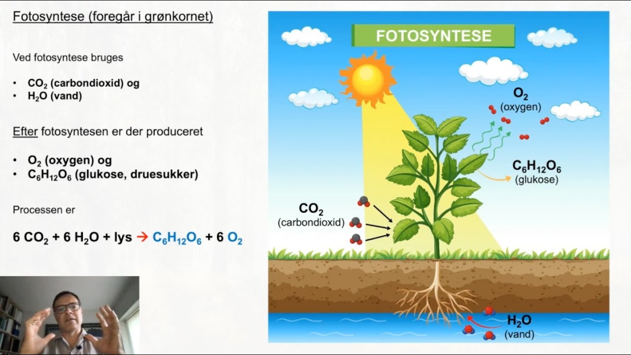 Fotosyntese og respiration - Biologi 7. årgang