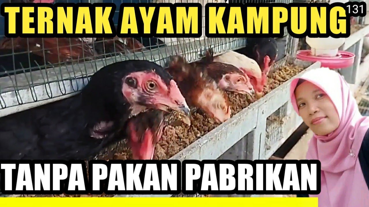 cara ternak ayam kampung dengan pakan alternatif magot dan azolla budidaya tanpa pakan pabrikan.