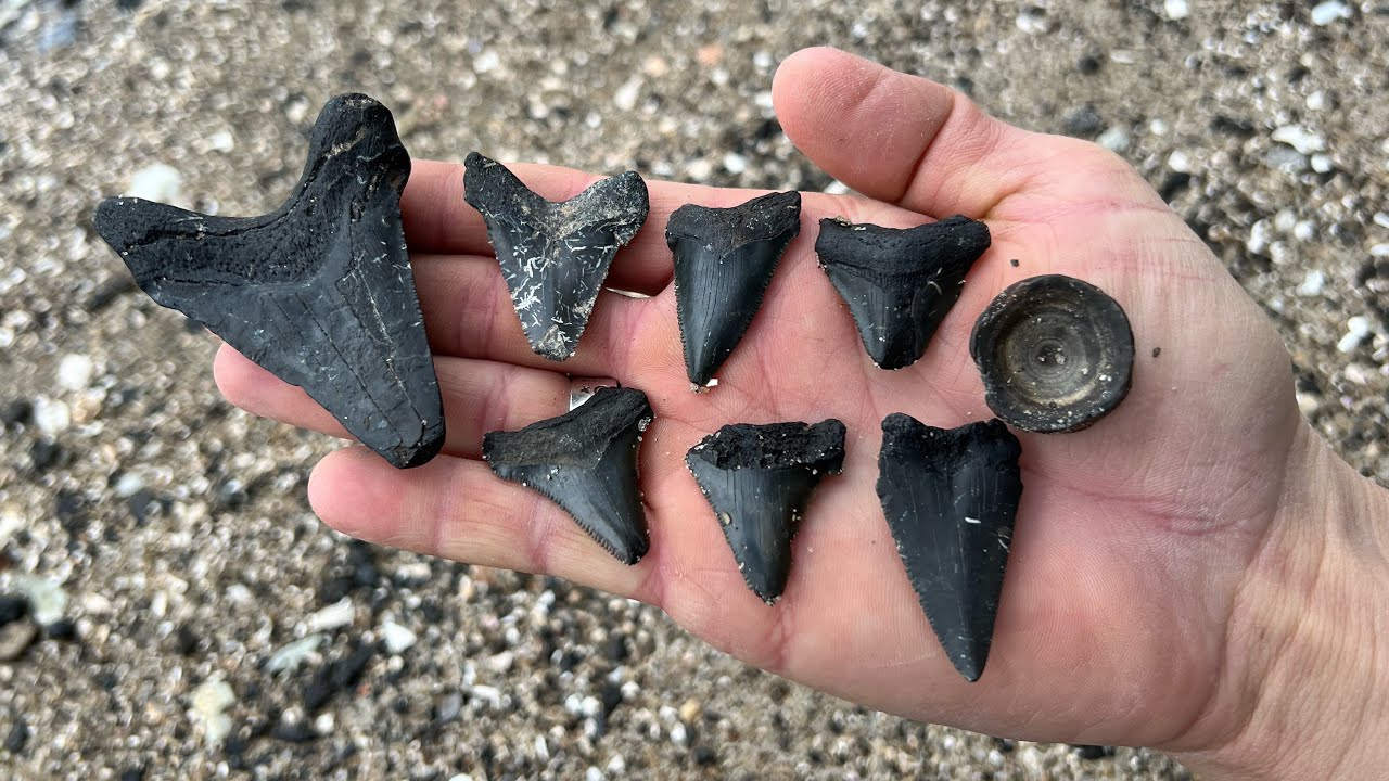 LIVE Fossil Hunting for Megalodon Teeth!