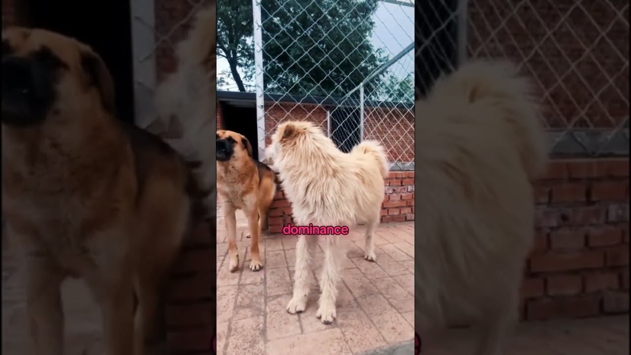Dogs Sense Energy Better Than Humans – This Moment Proves It  